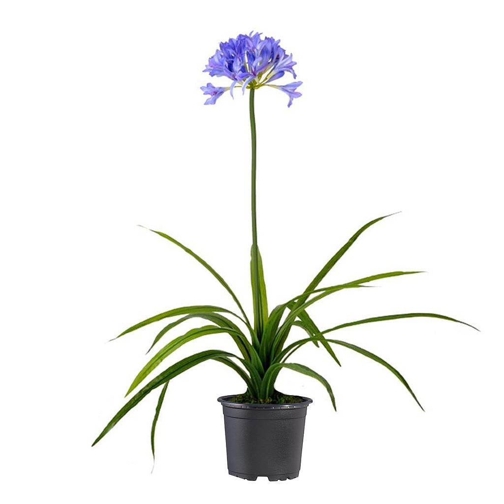 Agapanthus lily