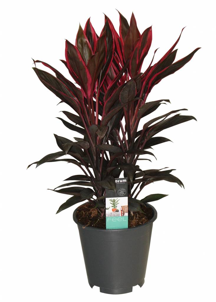 Cordyline Holland