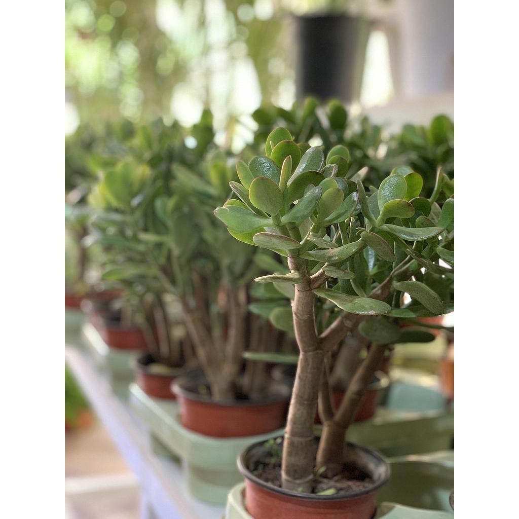 Succulent Crasula