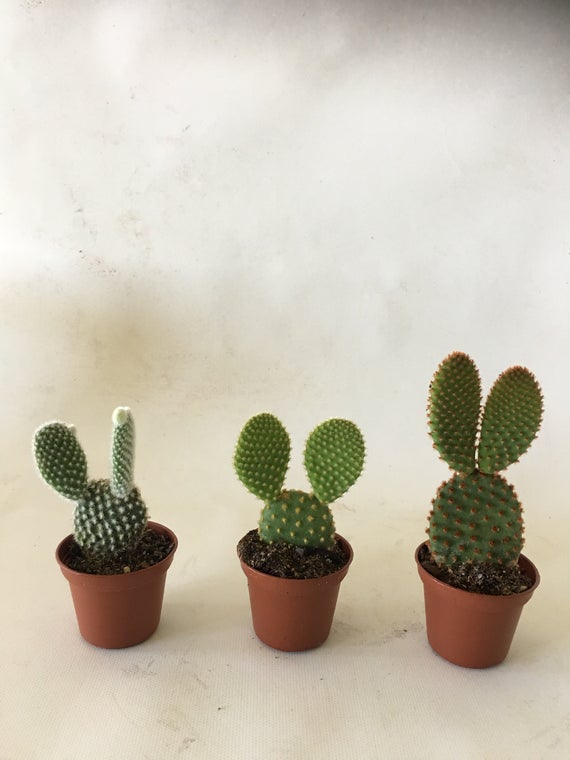 Cactus Outdoor