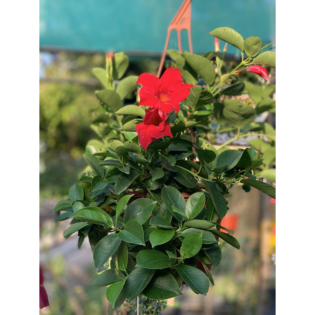 Mandivella Hanging