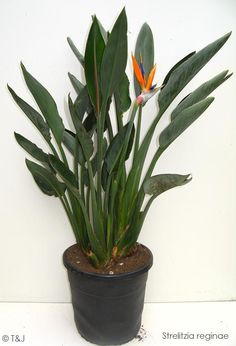 Bird of Paradise
