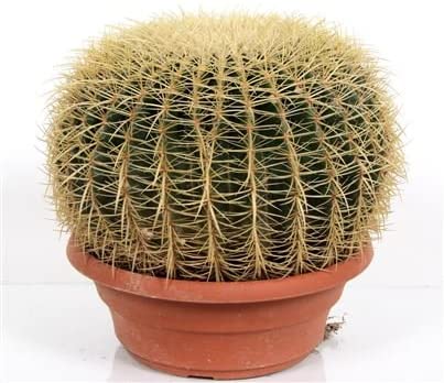 Cactus Golden Barrel Holland