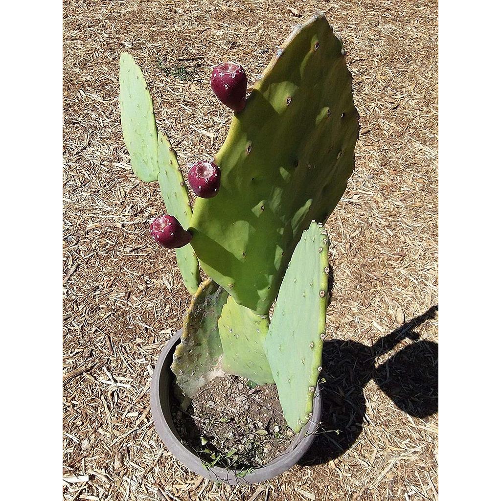 Cactus Plant