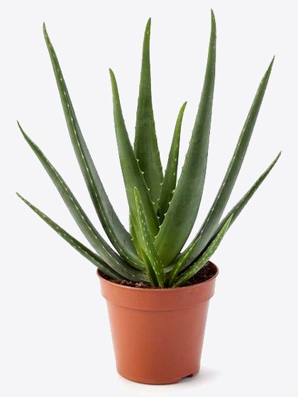 AloeVera Holland