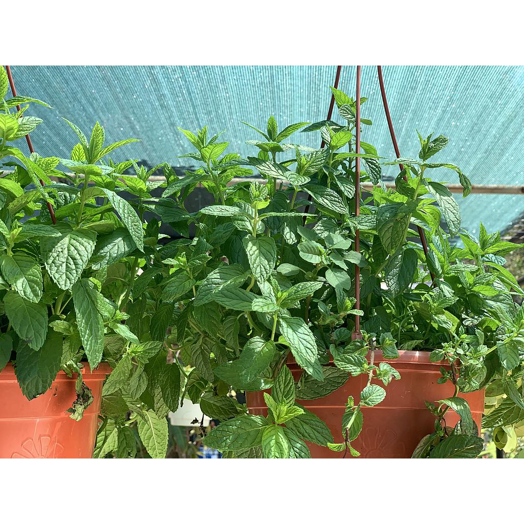 Mint Hanging