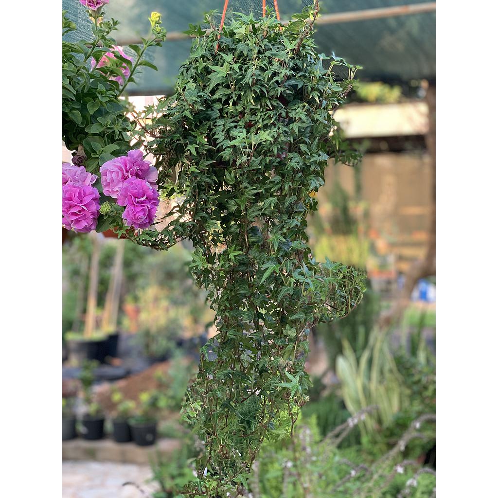 Hedera Hanging Local