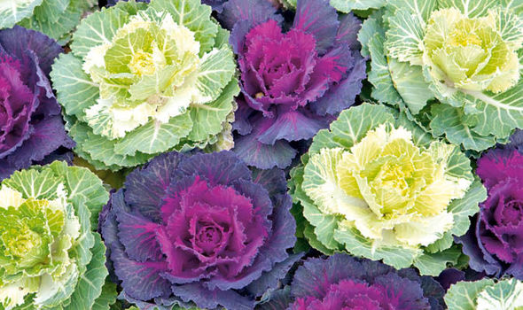 Cabbage Mini