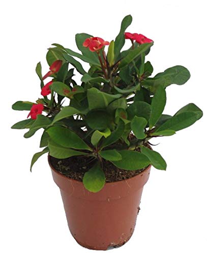 Euphorbia milli