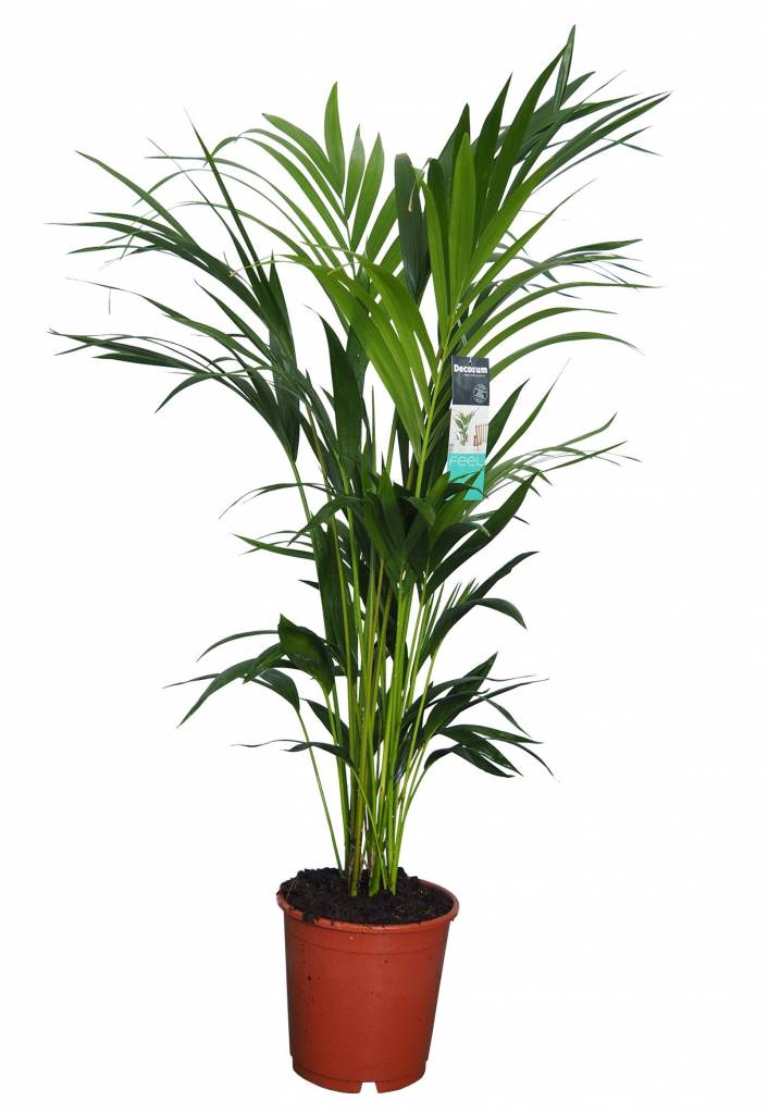 Kentia - Howea forsteriana