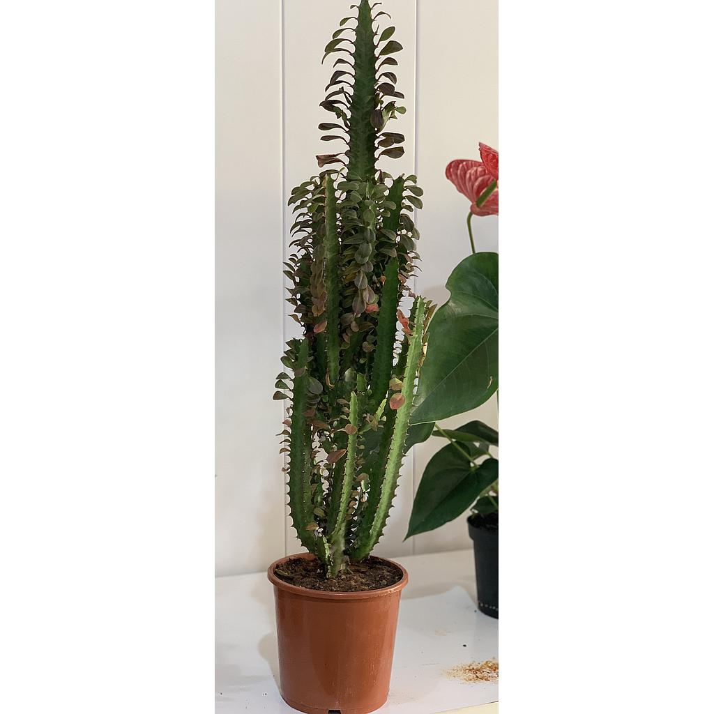 Euphorbia Holland Long