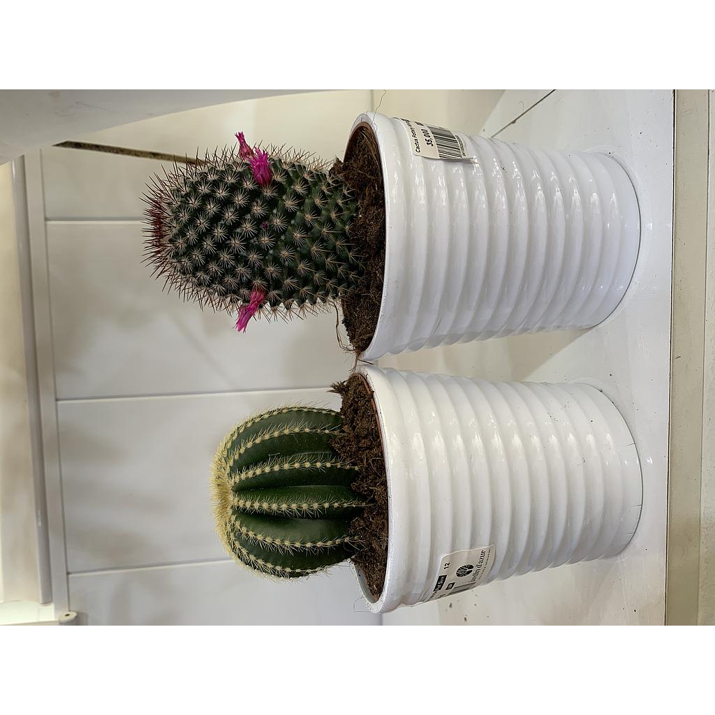 Cactus Pottery White