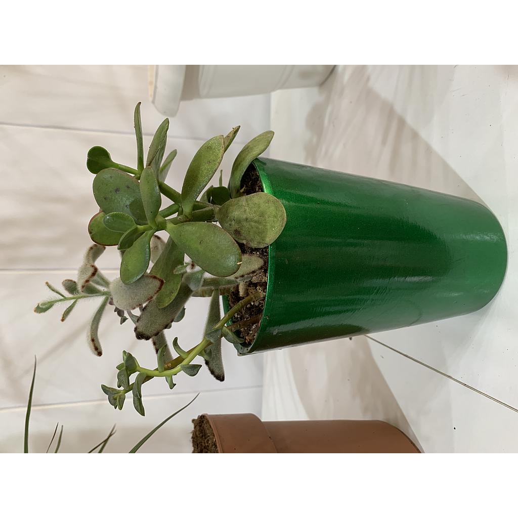 Succulent Mixcolor Pottery
