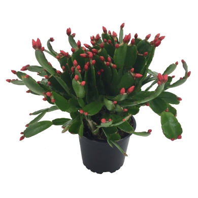 Schlumbergera Holland