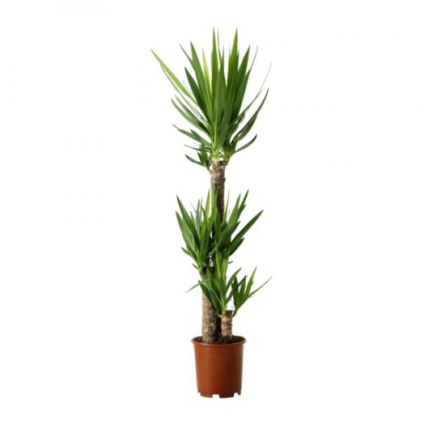 Yucca Holland