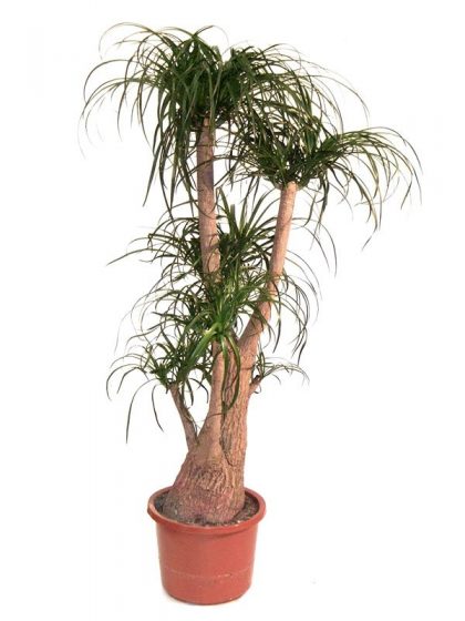 Beaucarnea short Holland