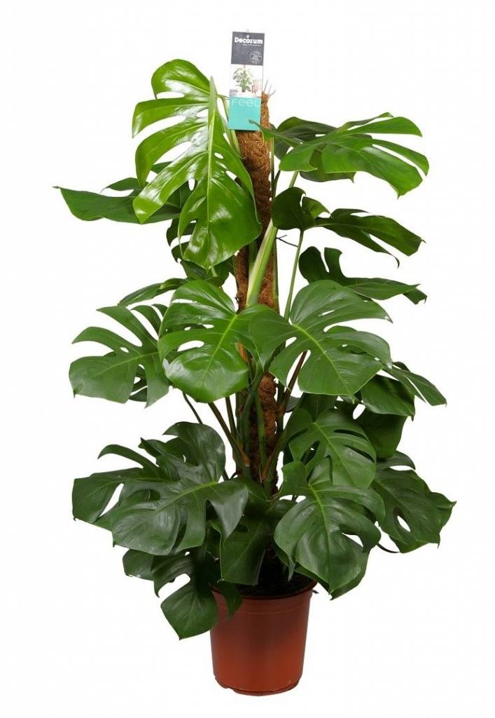 Monstera
