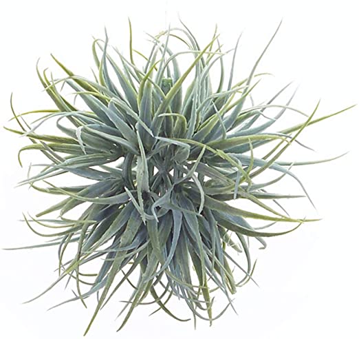 Telancia Vase