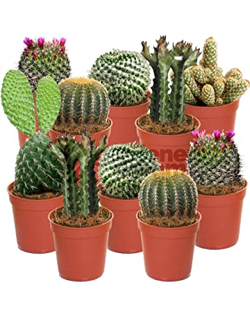 Cactus Holland