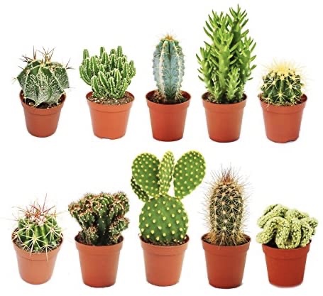 Cactus Holland Mini