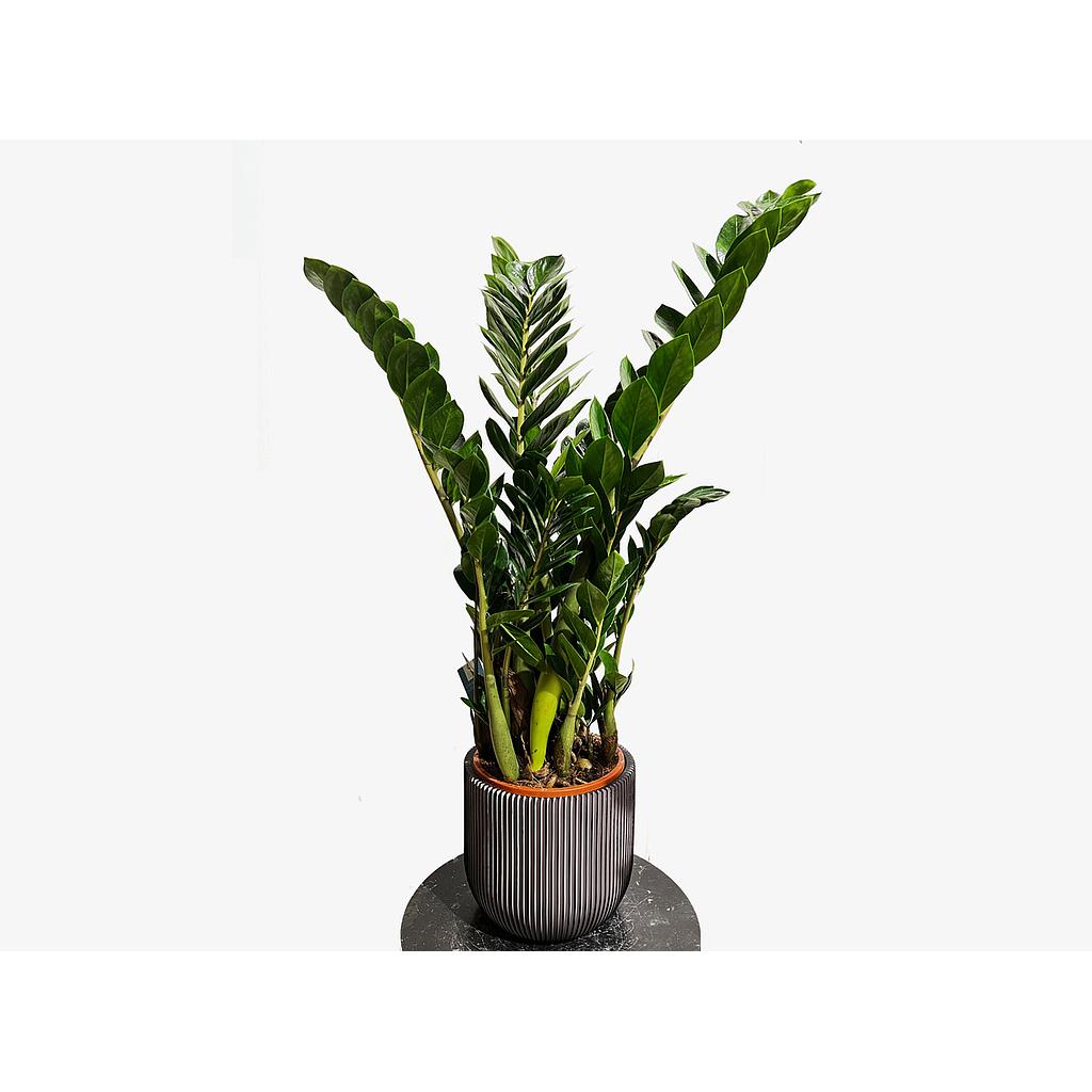Zamioculcas