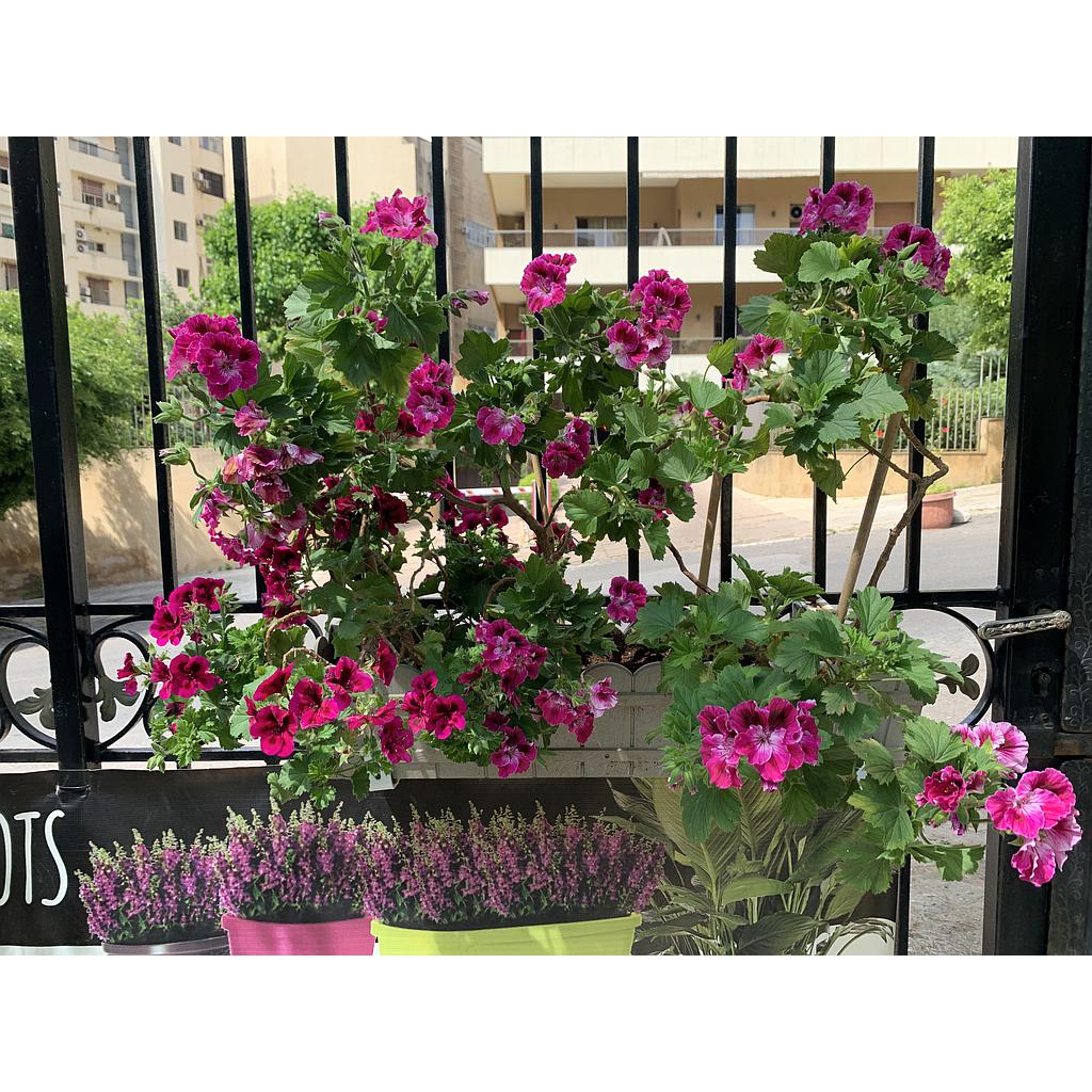 Geranium Emsa GREY