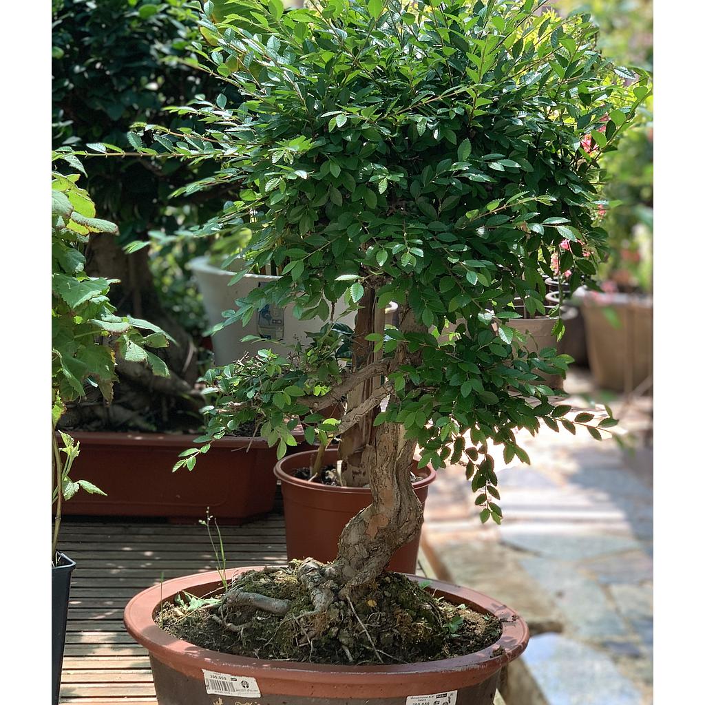 Bonsai Chinese ELM Holland