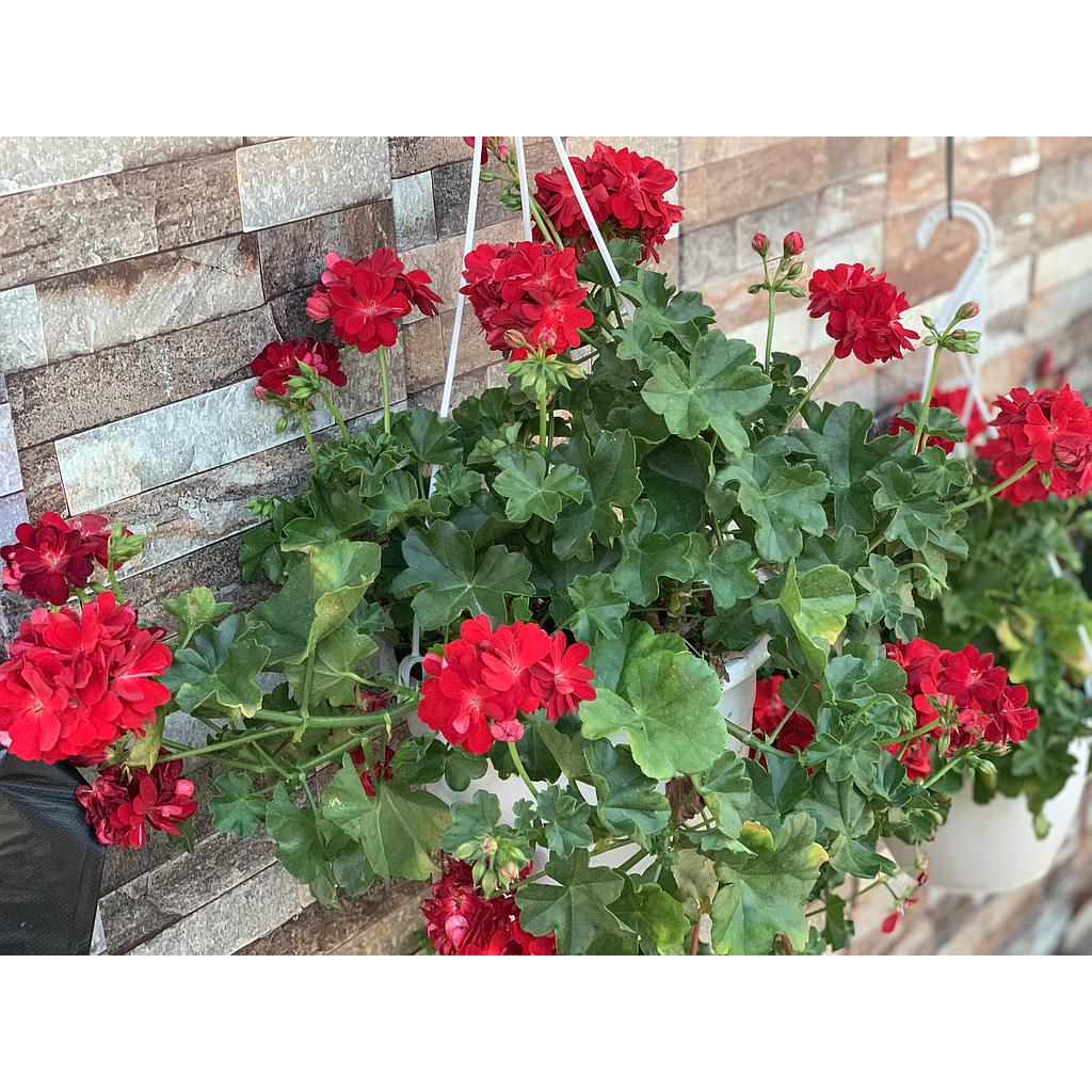 Geranium  Hanging