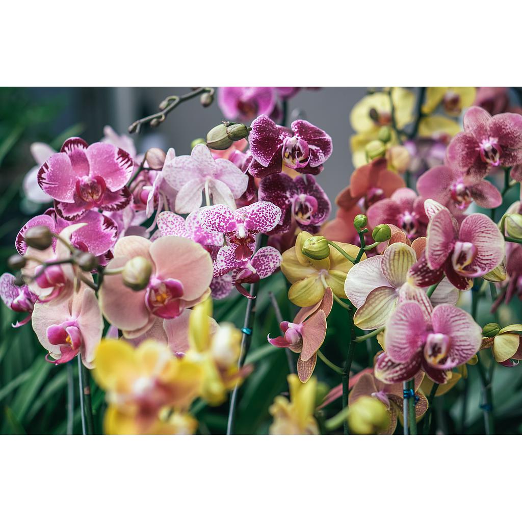 Orchide