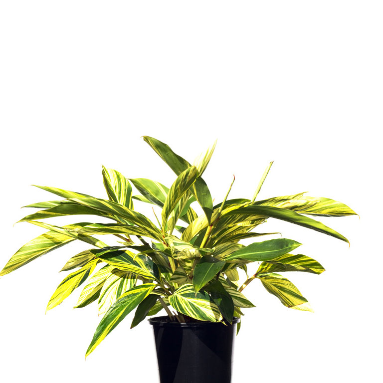 Alpinia Italy Yellow