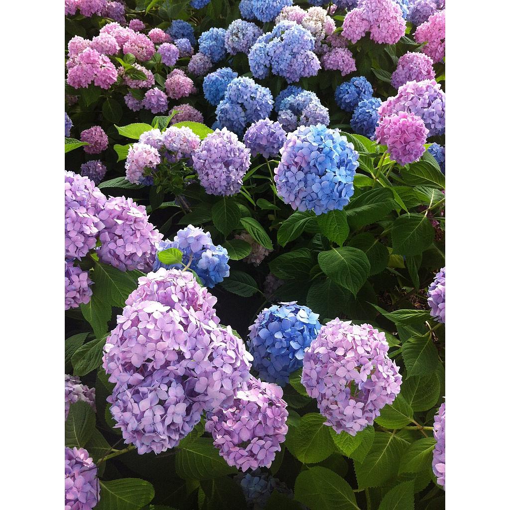 Hydrangea
