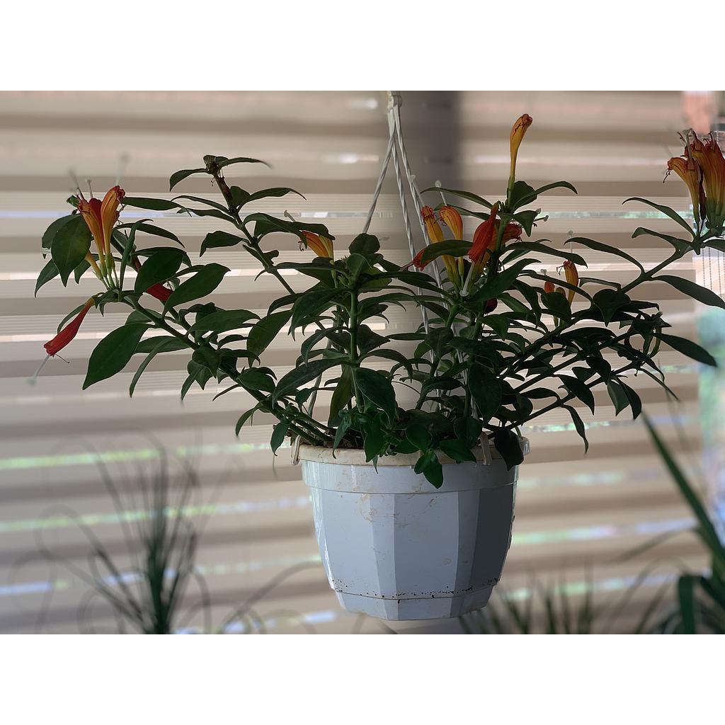 Lipstick Plant Hanging