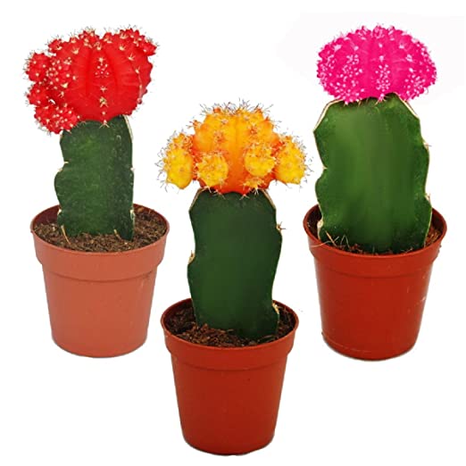 Cactus Holland Gymno