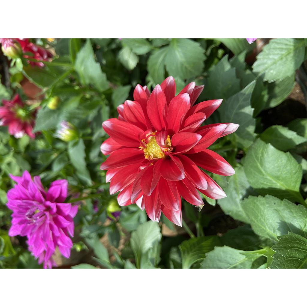 Dahlia