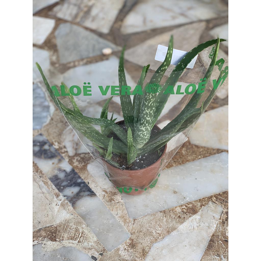 AloeVera
