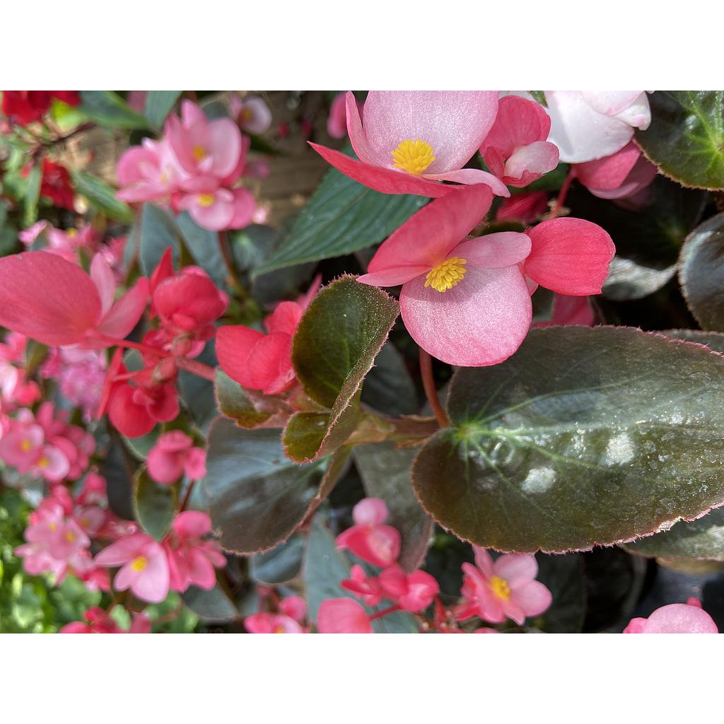 Begonia