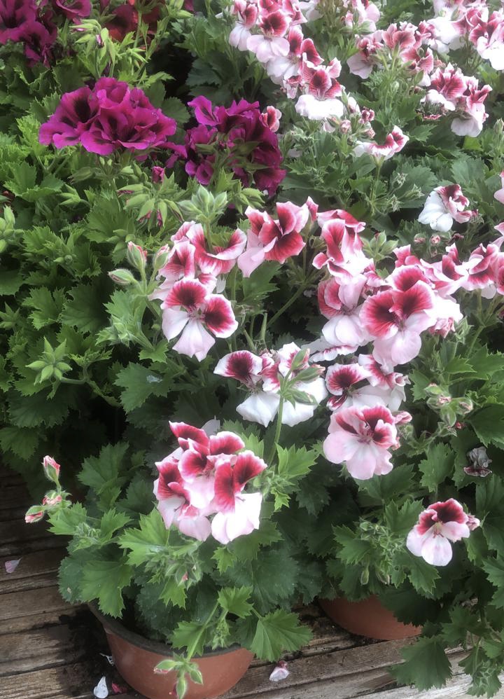 Geranium Grandflora