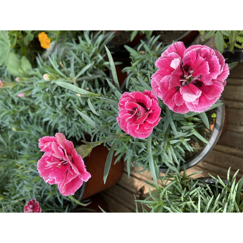 Kronfol - Dianthus