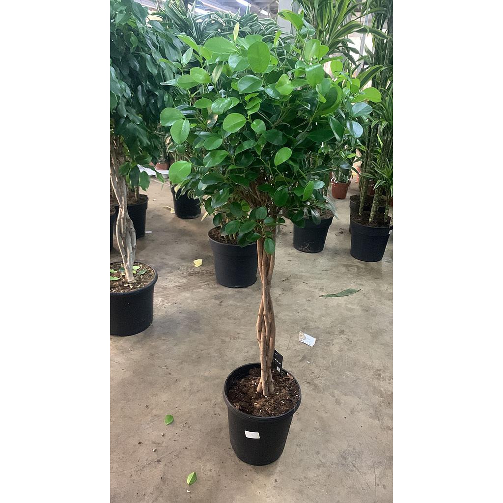 Ficus Microcarpa Tige Spiral