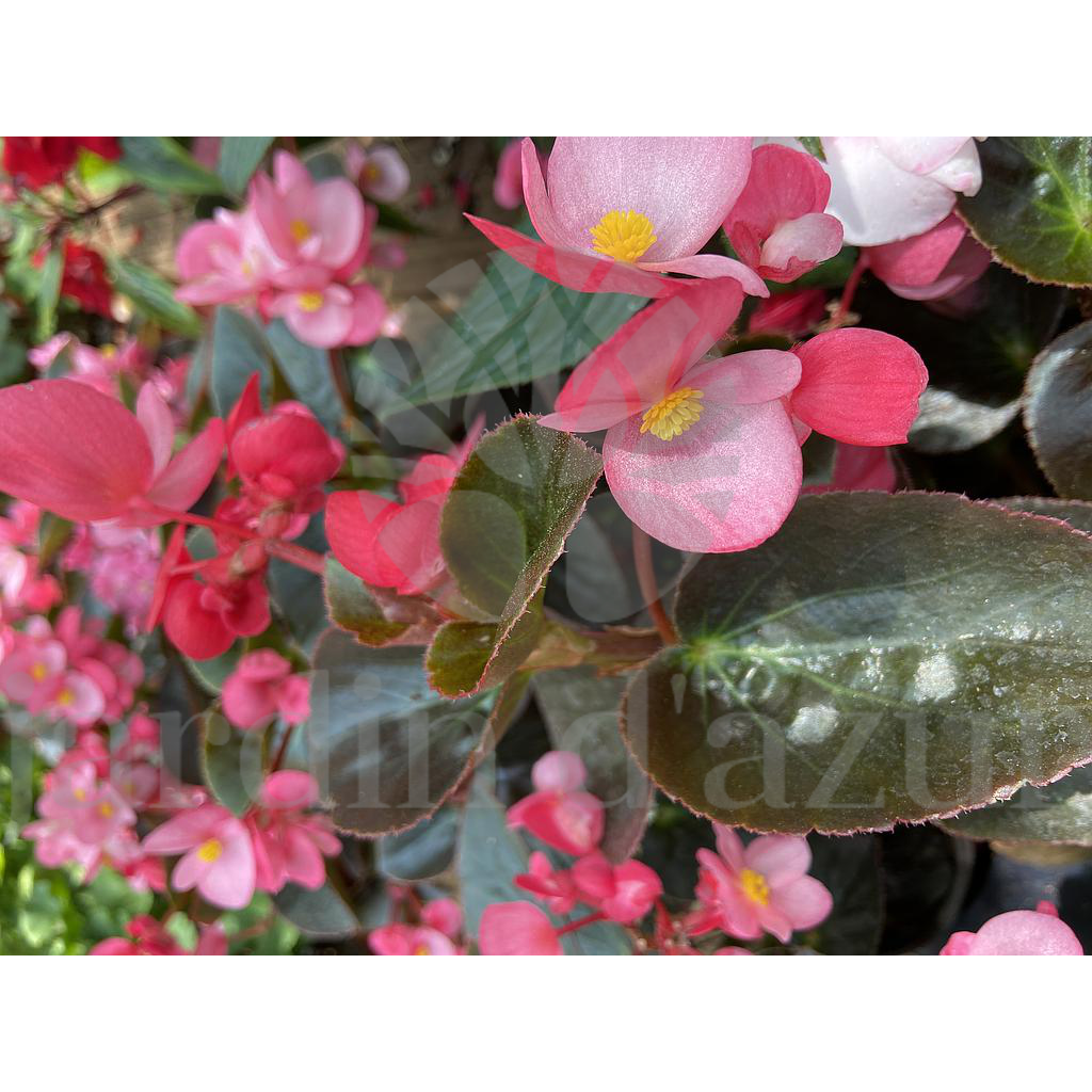 Begonia