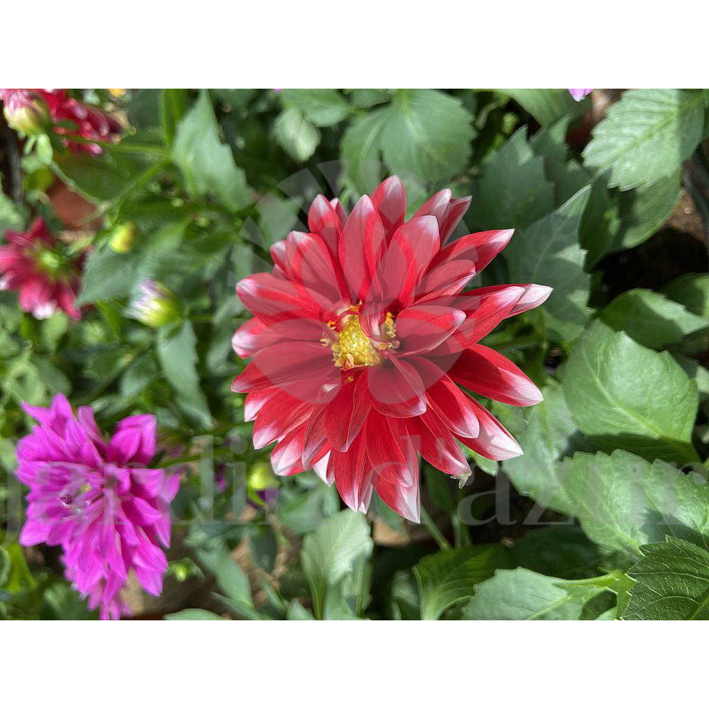 Dahlia