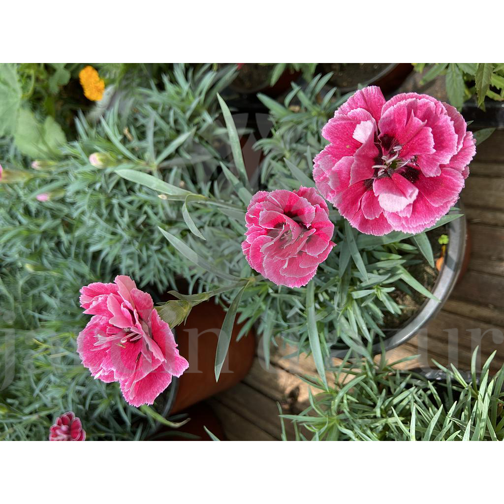 Kronfol - Dianthus
