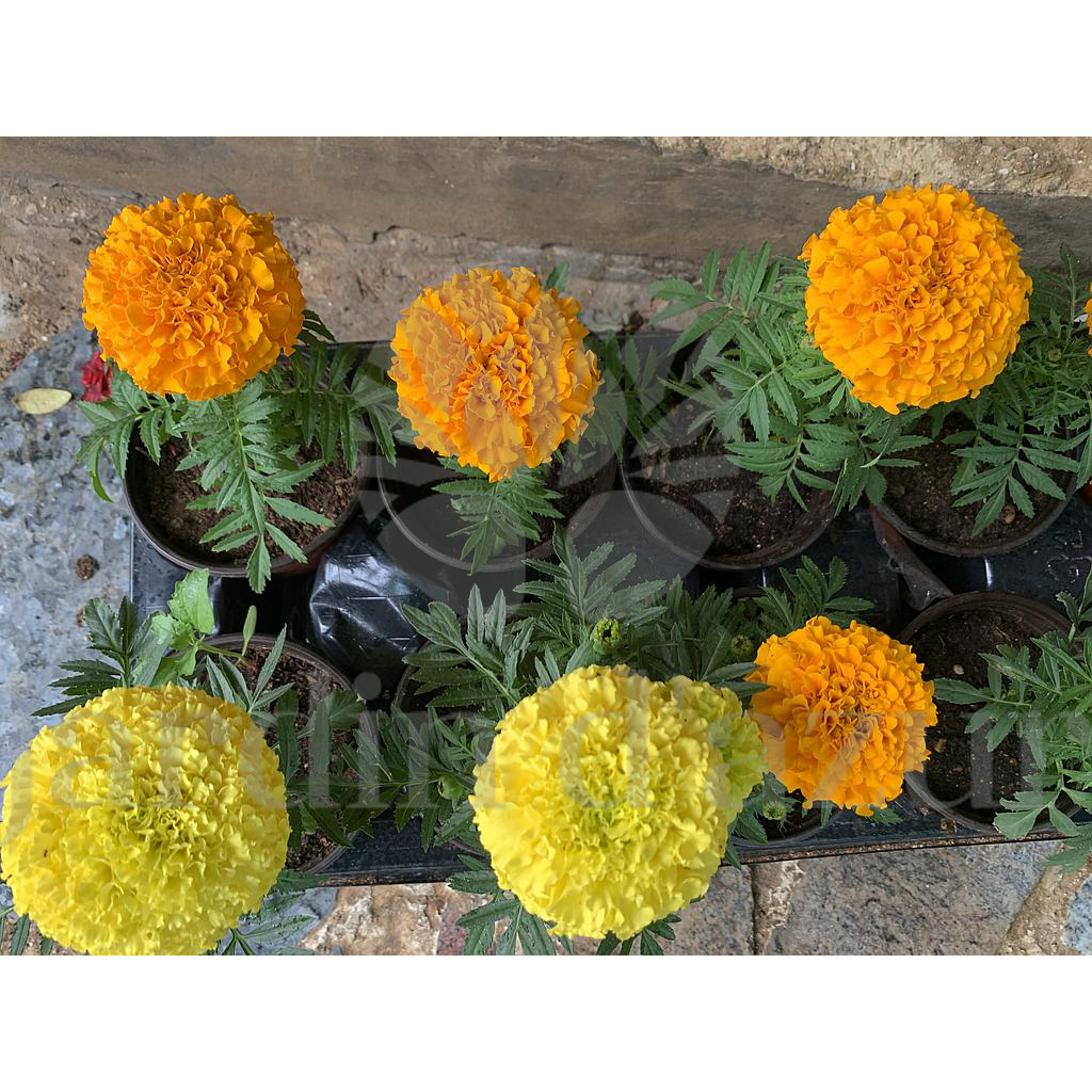 Marigold