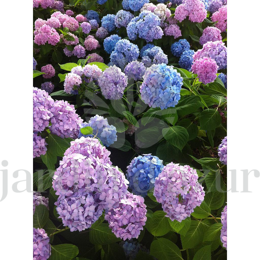 Hydrangea