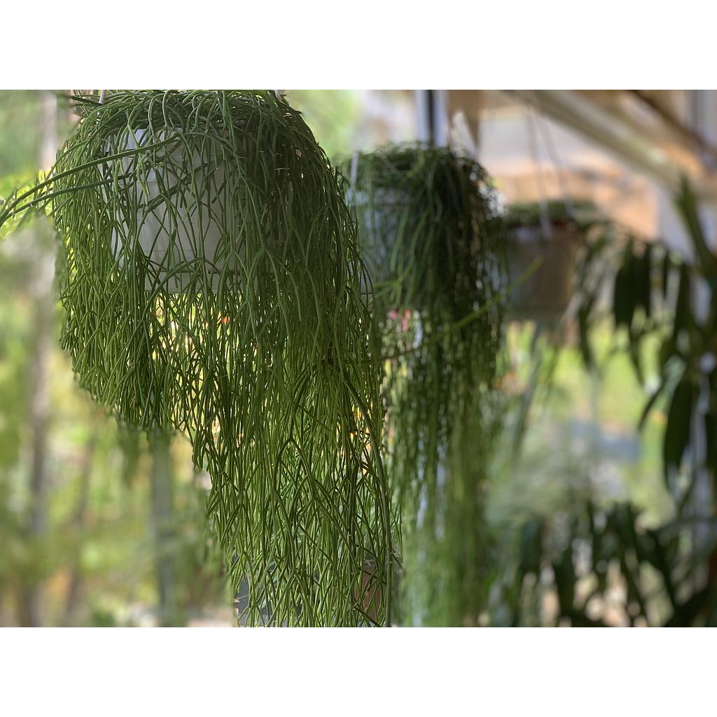 Rhipsalis Holland Hanging