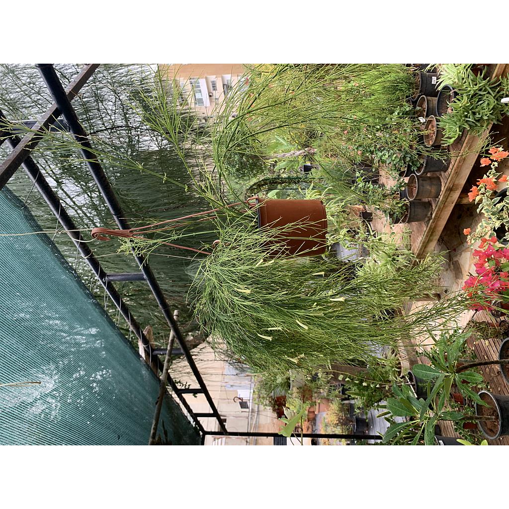Russelia hanging