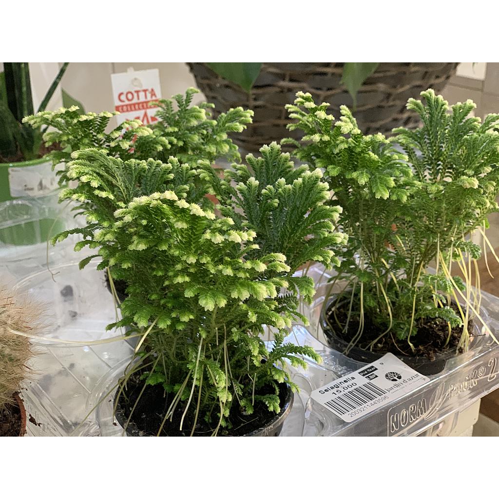 Selaginella