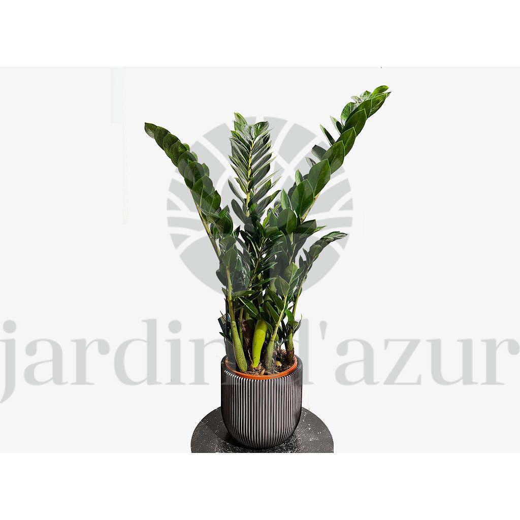 Zamioculcas