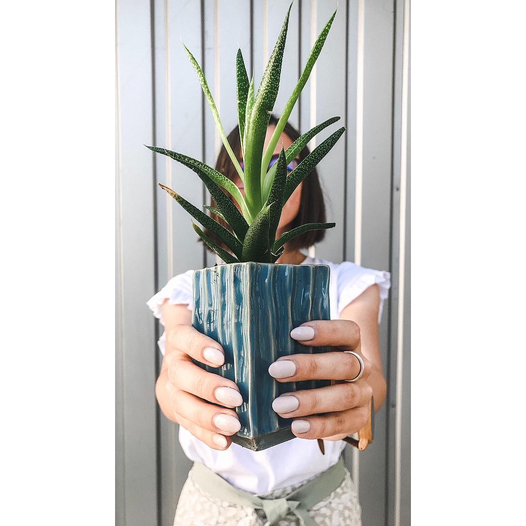 AloeVera