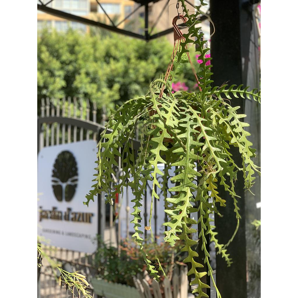 Cactus Orchid Hanging